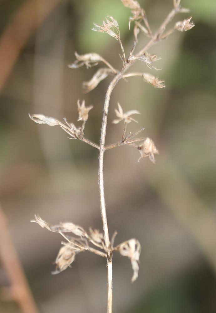Le Sarriette à feuilles de Menthe Clinopodium nepeta subsp. sylvaticum (Bromf.) Peruzzi & F.Conti, 2008