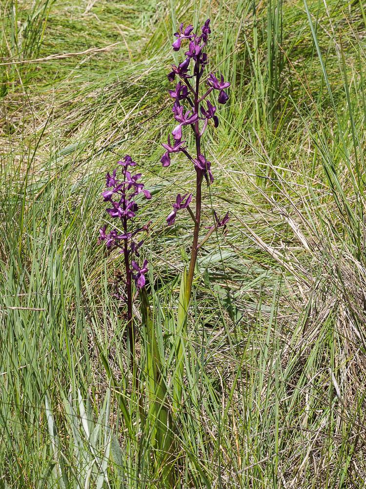 Le Orchis à fleurs lâches Anacamptis laxiflora (Lam.) R.M.Bateman, Pridgeon & M.W.Chase, 1997