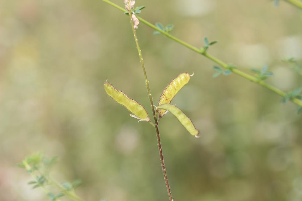 Le Adénocarpe plié, Adénocarpe changé Adenocarpus complicatus (L.) J.Gay, 1836