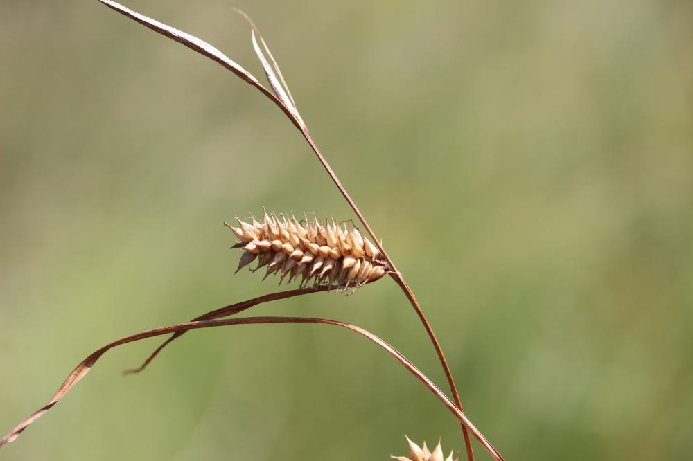 La Laîche vésiculeuse, Laîche à utricules renflés Carex vesicaria L., 1753