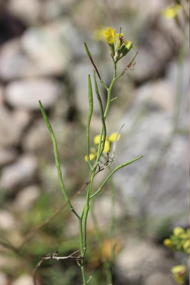 La Fausse Giroflée Coincya monensis subsp. cheiranthos (Vill.) Aedo, Leadlay & Muñoz Garm., 1993