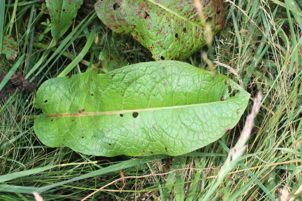 La Patience à feuilles obtuses, Patience sauvage Rumex obtusifolius L., 1753