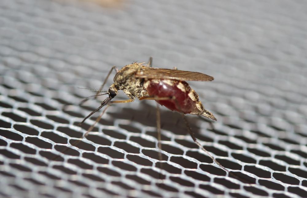 Le  Aedes caspius (Pallas, 1771)