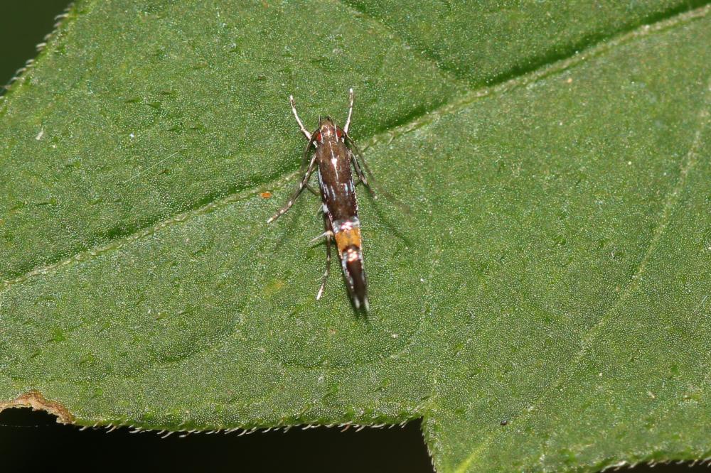 Le  Cosmopterix pulchrimella Chambers, 1875