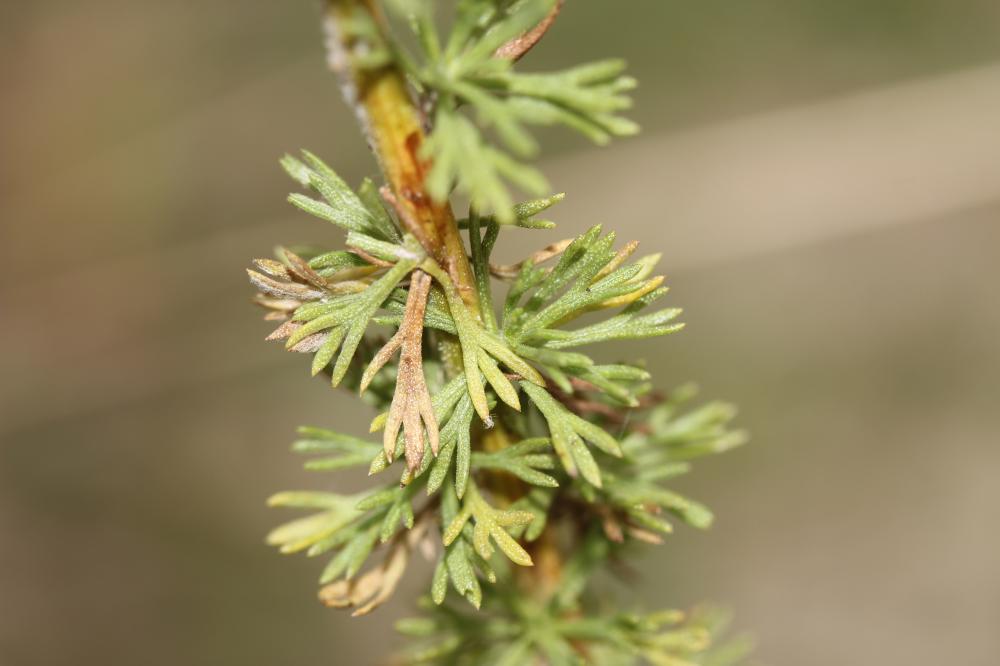 Tanaisie annuelle Vogtia annua (L.) Oberpr. & Sonboli, 2012