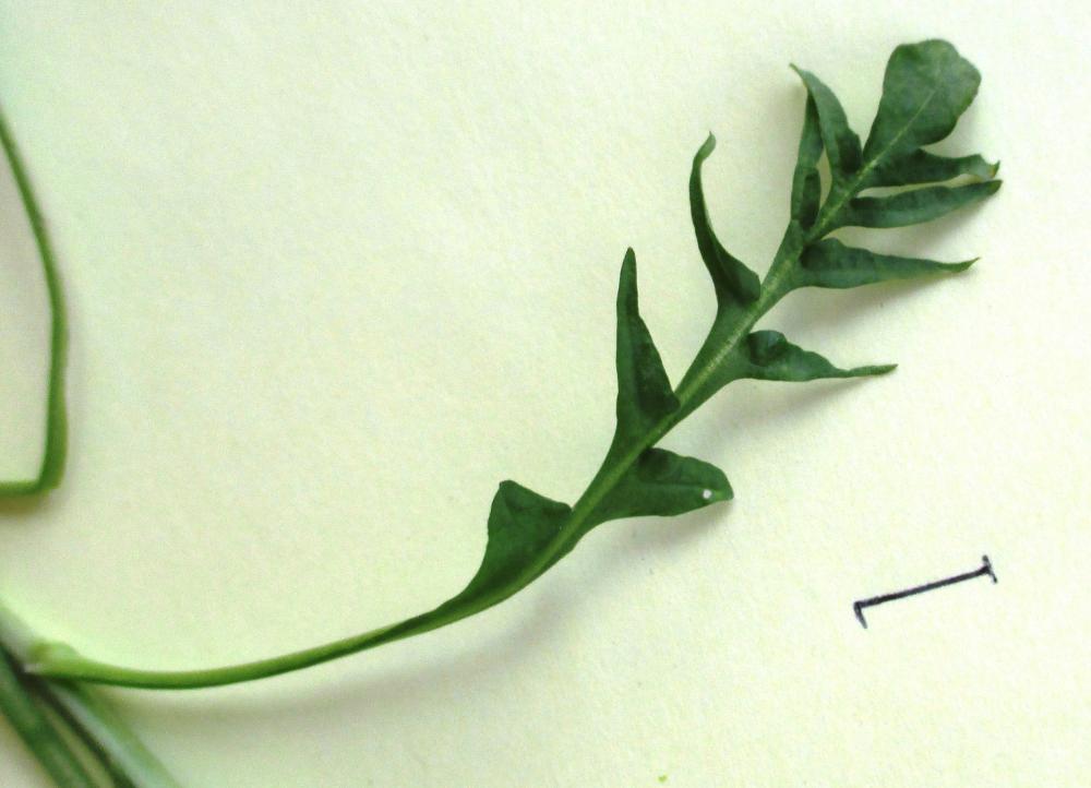 Le Bourse-à-pasteur rougeâtre Capsella bursa-pastoris subsp. rubella (Reut.) Hobk., 1869