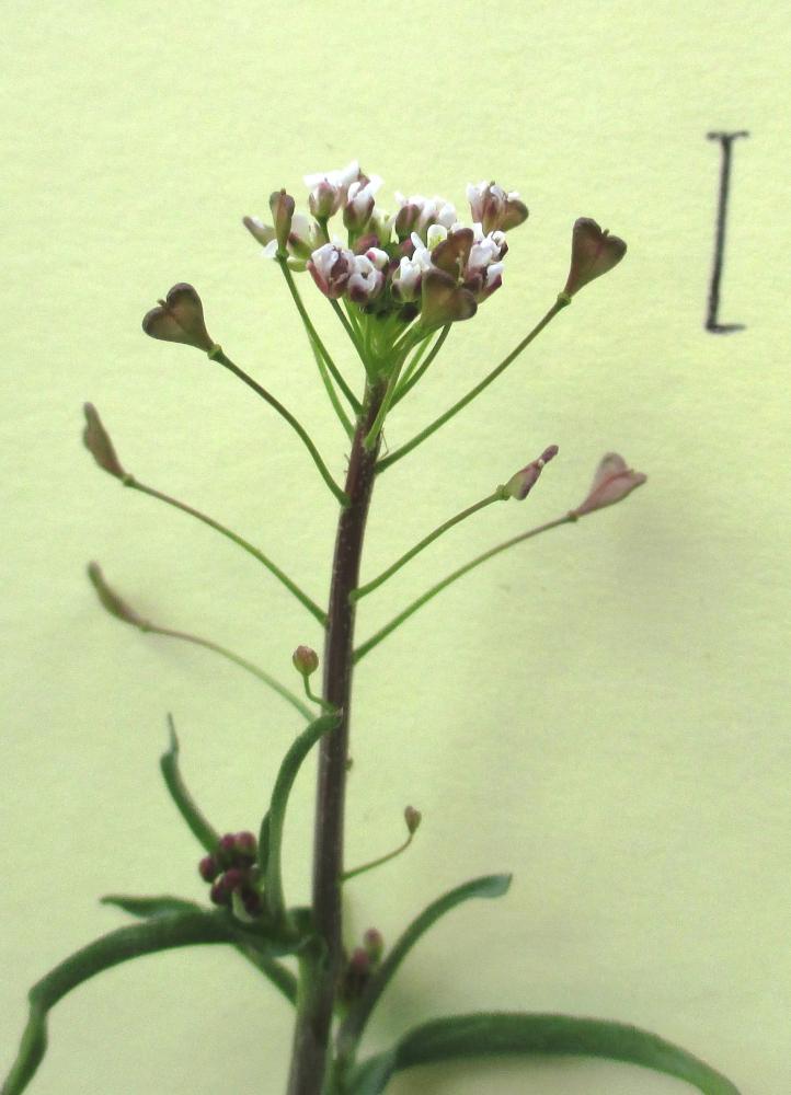 Le Bourse-à-pasteur rougeâtre Capsella bursa-pastoris subsp. rubella (Reut.) Hobk., 1869