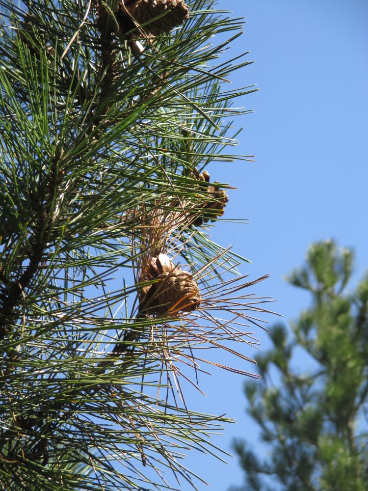 Le Pin de Salzmann Pinus nigra subsp. salzmannii (Dunal) Franco, 1943