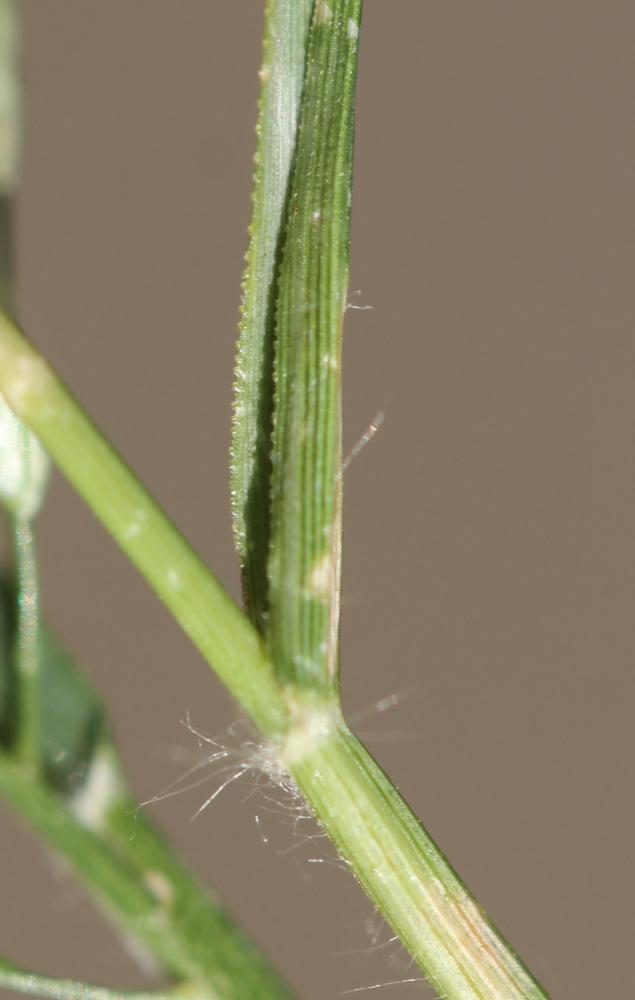 Éragrostis faux-pâturin, Petit Éragrostis Eragrostis minor Host, 1809