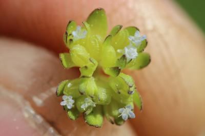  Valerianella locusta f. locusta 