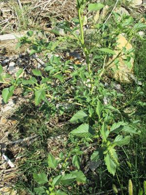 Amarante hybride Amaranthus hybridus L., 1753