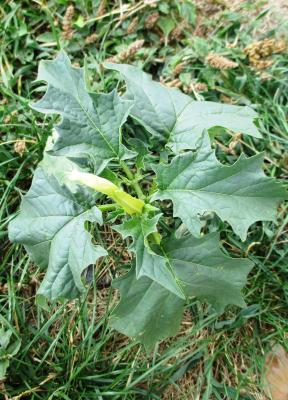 Stramoine, Herbe à la taupe, Datura officinale Datura stramonium L., 1753