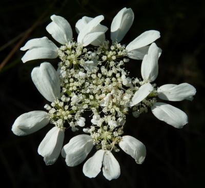 Caucalis à grandes fleurs Orlaya grandiflora (L.) Hoffm., 1814