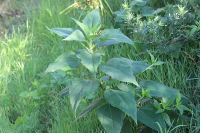 Topinambour, Patate de Virginie Helianthus tuberosus L., 1753