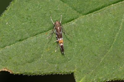  Cosmopterix pulchrimella Chambers, 1875