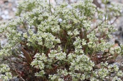 Scléranthe vivace Scleranthus perennis L., 1753