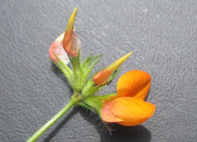 Lotier corniculé, Pied de poule, Sabot-de-la-marié Lotus corniculatus L., 1753