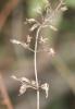 Sarriette à feuilles de Menthe Clinopodium nepeta subsp. sylvaticum (Bromf.) Peruzzi & F.Conti, 2008