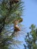Pin de Salzmann Pinus nigra subsp. salzmannii (Dunal) Franco, 1943