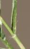 Éragrostis faux-pâturin, Petit Éragrostis Eragrostis minor Host, 1809