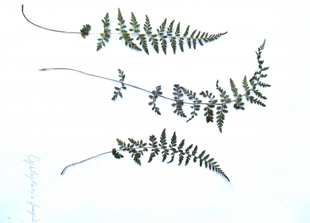 Le Cystoptéris fragile, Capillaire blanche, Capillair Cystopteris fragilis (L.) Bernh., 1805