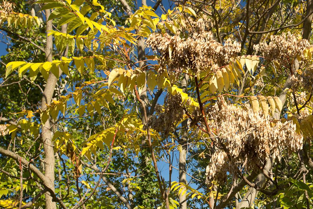 Le Faux vernis du Japon, Ailante glanduleux, Ailante, Ailanthus altissima (Mill.) Swingle, 1916