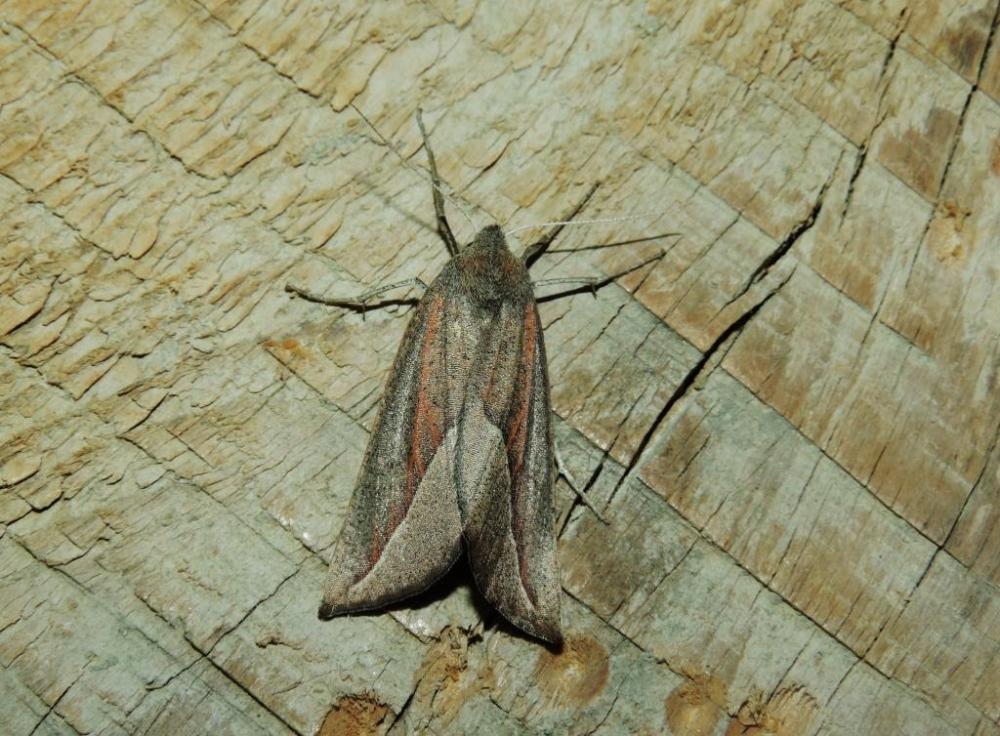Fidonie pointue (La) Compsoptera opacaria (Hübner, 1819)
