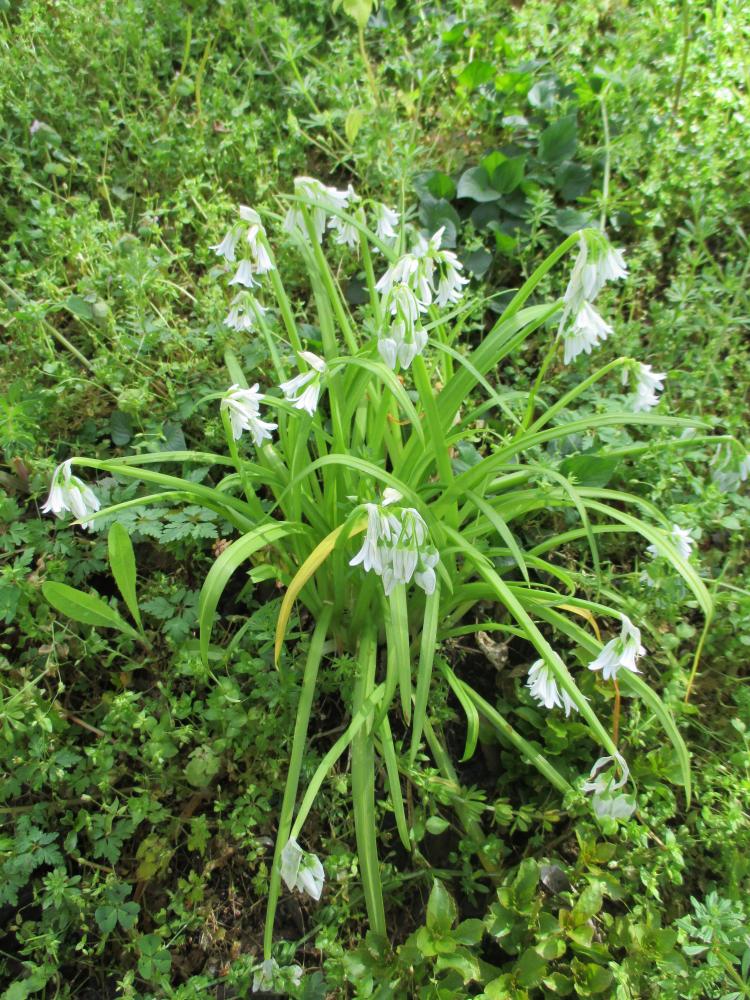 Ail à trois angles, Ail à tige triquètre Allium triquetrum L., 1753