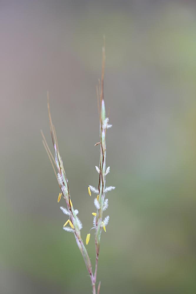 Le Thatching Grass Hyparrhenia hirta (L.) Stapf, 1919