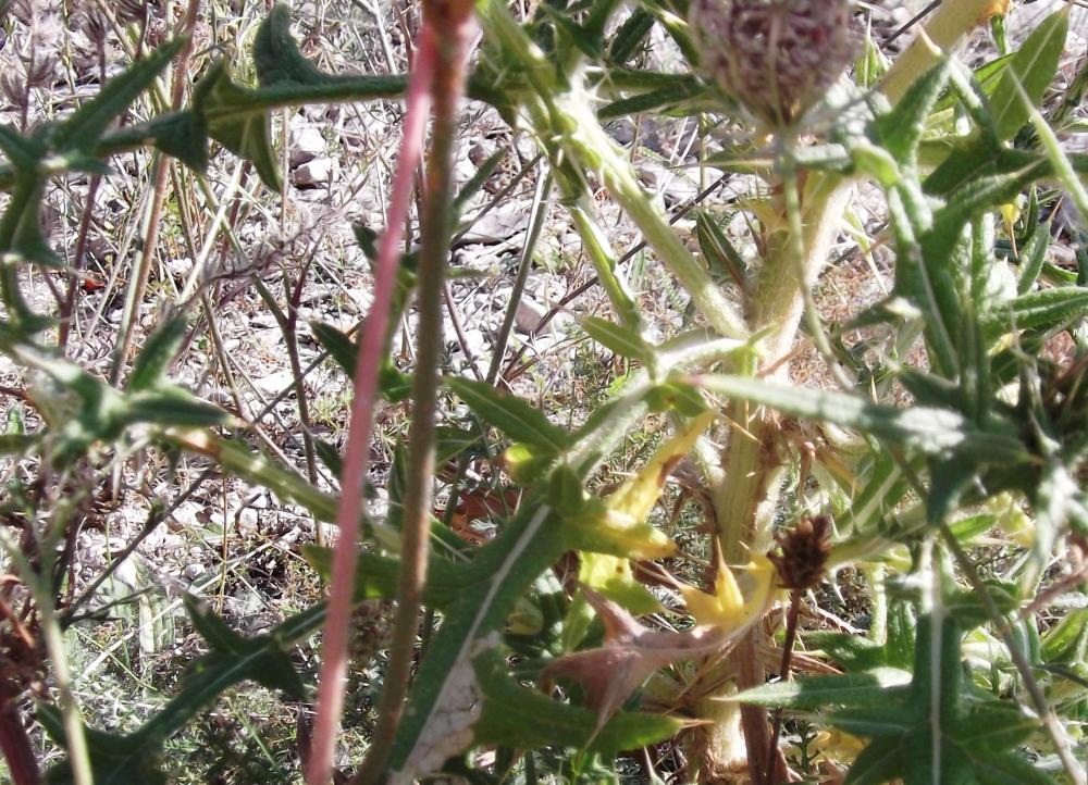 Cirse lancéolé Cirsium vulgare subsp. vulgare (Savi) Ten., 1838