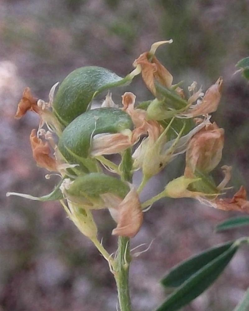 Luzerne sauvage Medicago sativa subsp. falcata (L.) Arcang., 1882