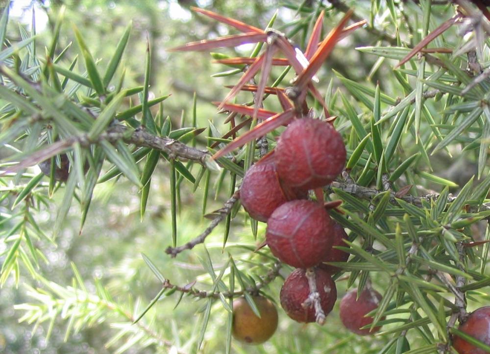 Le Genévrier oxycèdre, Cèdre piquant Juniperus oxycedrus L., 1753