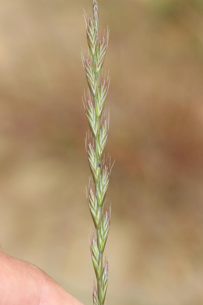Le Ivraie multiflore, Ray-grass d'Italie Lolium multiflorum Lam., 1779
