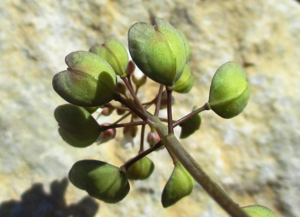 Le Tabouret perfolié Microthlaspi perfoliatum (L.) F.K.Mey., 1973