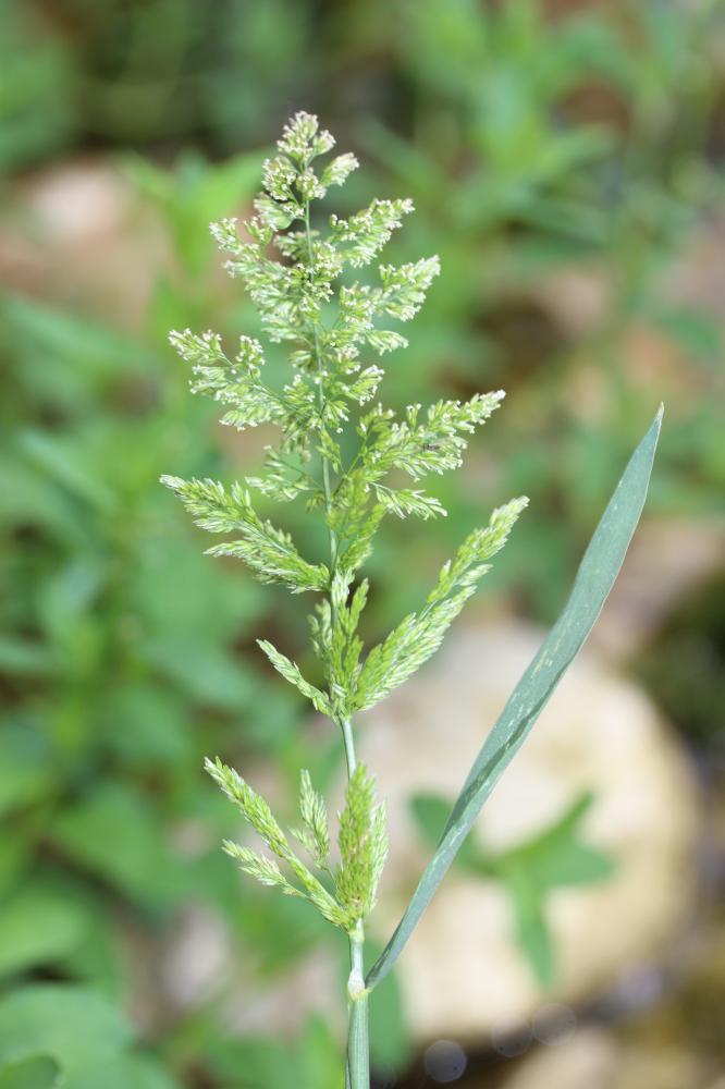 Le Polypogon vrai, Polypogon vert Polypogon viridis (Gouan) Breistr., 1966
