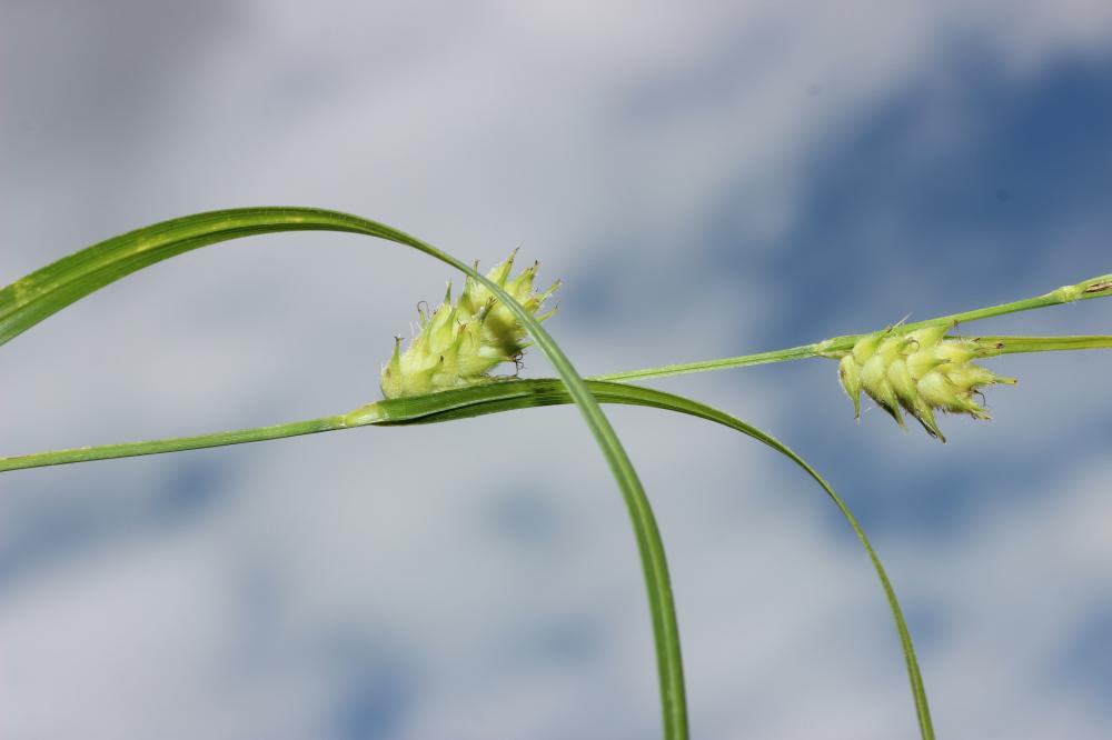 La Laîche hérissée Carex hirta L., 1753