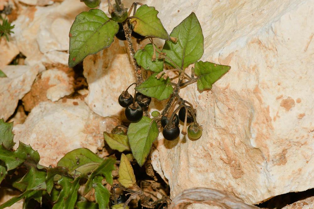 La Morelle noire Solanum nigrum L., 1753
