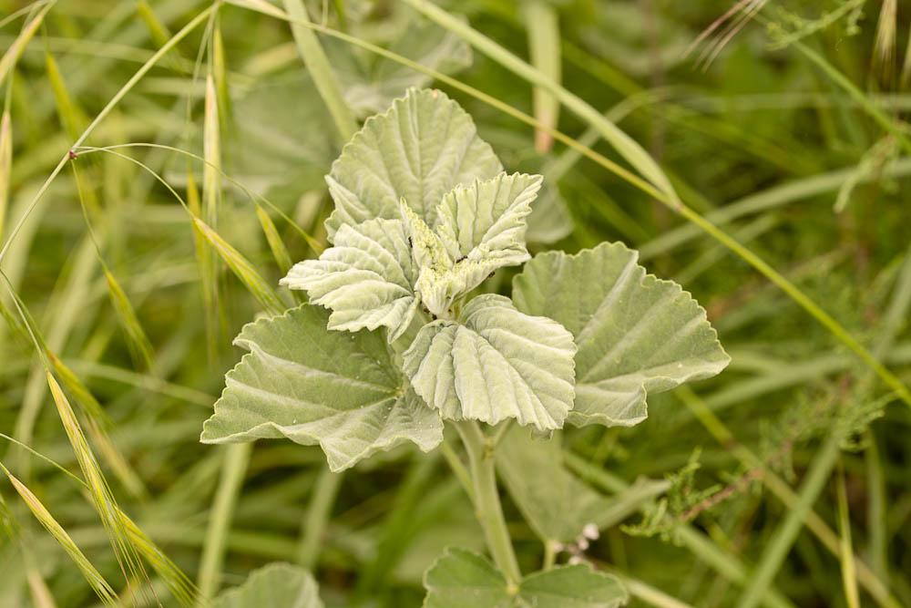 La Guimauve officinale, Guimauve sauvage Althaea officinalis L., 1753