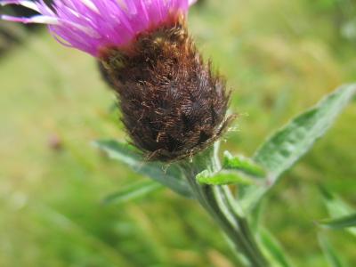 Centaurée noire Centaurea nigra L., 1753