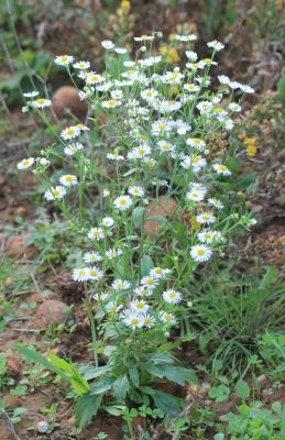 Vergerette annuelle, Érigéron annuel Erigeron annuus (L.) Desf., 1804