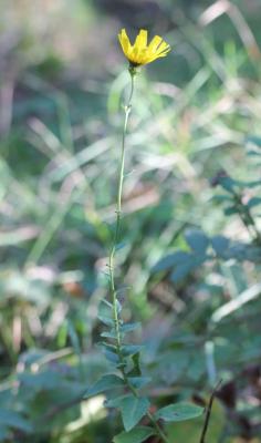 Épervière de Savoie Hieracium sabaudum L., 1753