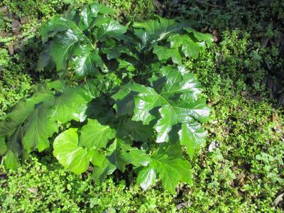 Acanthe à feuilles molles, Acanthe molle Acanthus mollis L., 1753