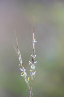 Thatching Grass Hyparrhenia hirta (L.) Stapf, 1919