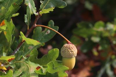 Chêne pédonculé, Gravelin Quercus robur L., 1753