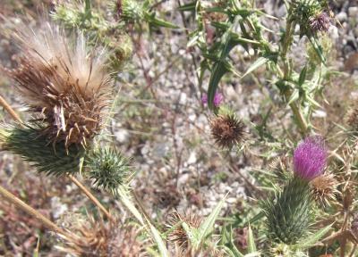 Cirse lancéolé Cirsium vulgare subsp. vulgare (Savi) Ten., 1838