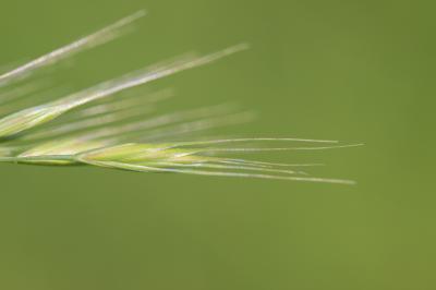 Vulpie queue-d'écureuil, Vulpie faux Brome Vulpia bromoides (L.) Gray, 1821