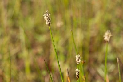 Scirpe des marais Eleocharis palustris (L.) Roem. & Schult., 1817