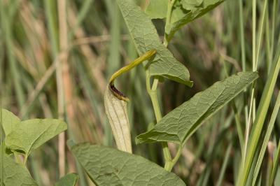 Aristoloche à nervures peu nombreuses, Aristoloche Aristolochia paucinervis Pomel, 1874