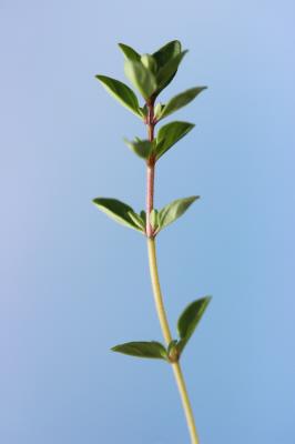 Thym commun, Thym faux Pouliot Thymus pulegioides L., 1753