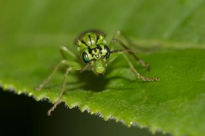  Tenthredo olivacea Klug, 1817